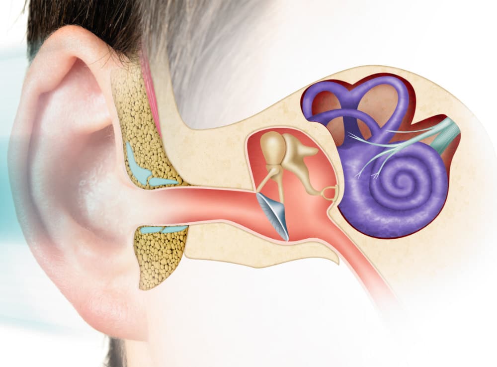 diagram of ear